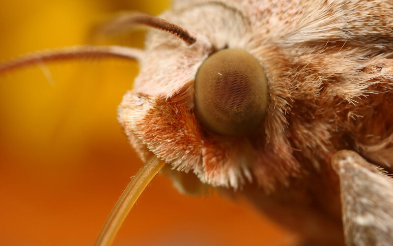 close-up of a moth's head