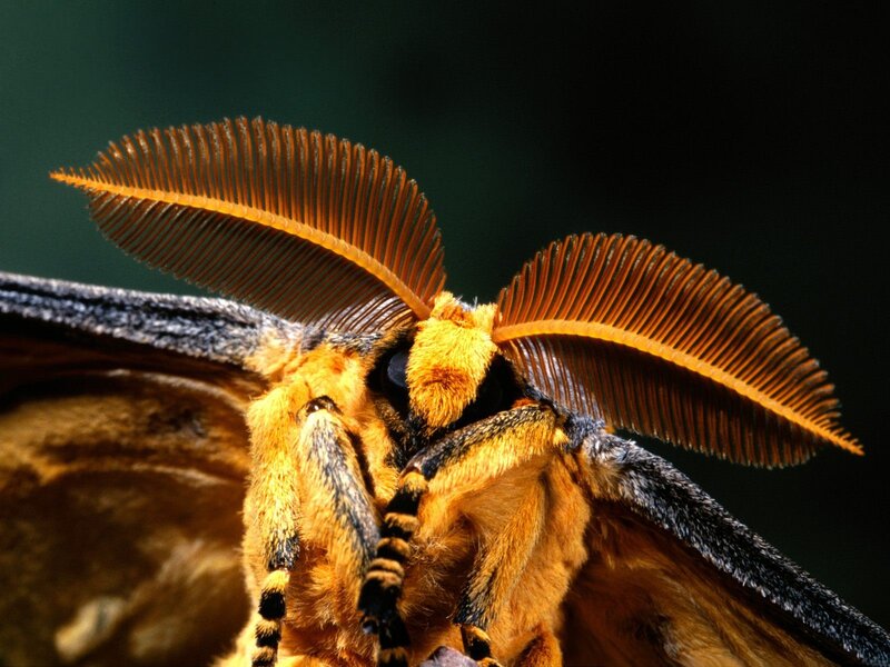 Close-up of a moth's head