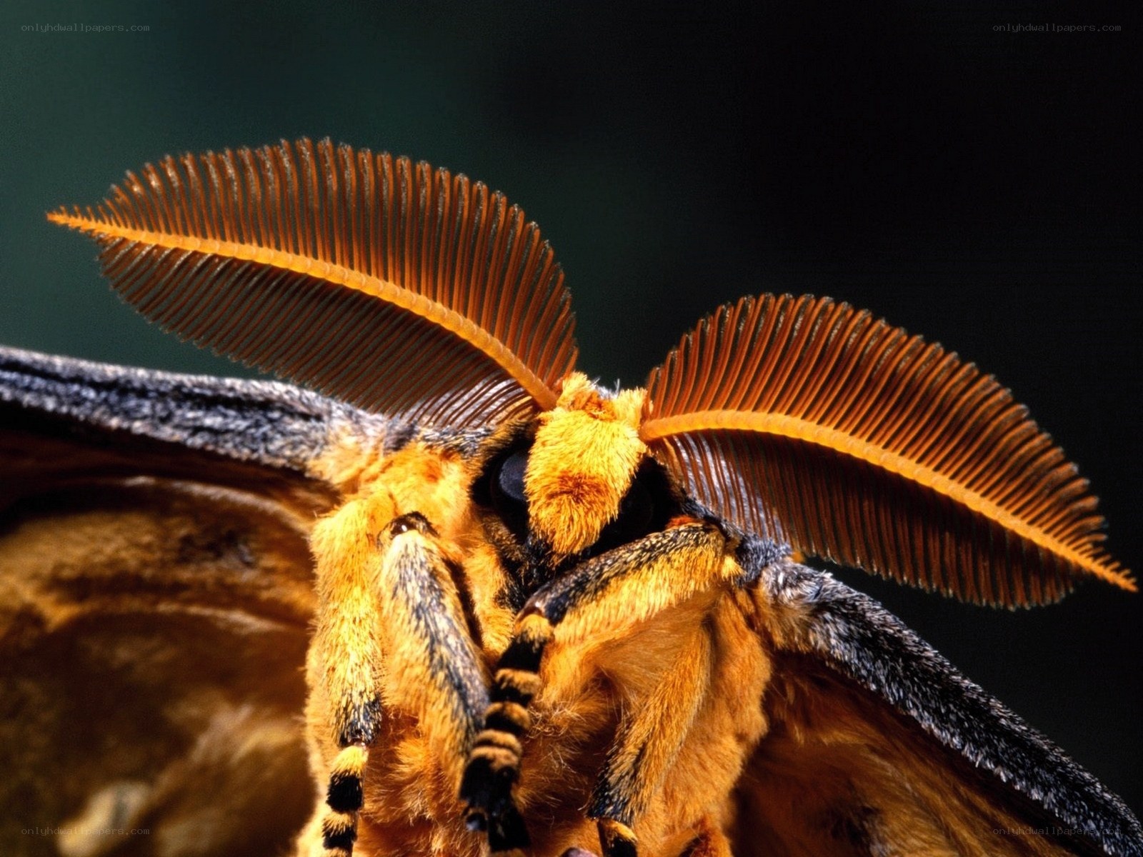 Close-up of a moth's head