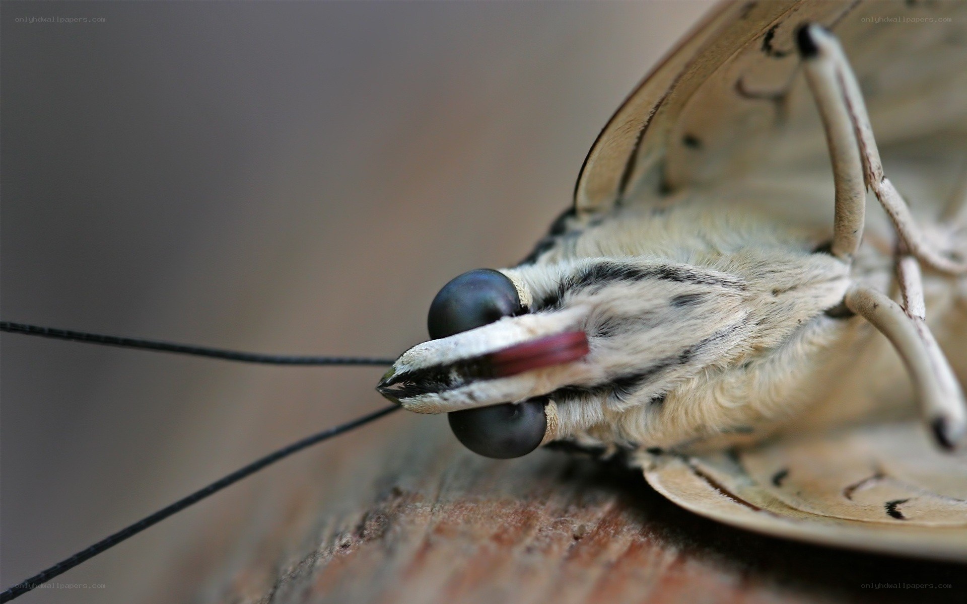 close-up of a moth