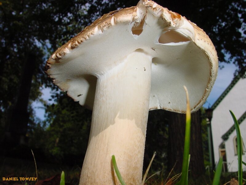 close-up of a mushroom