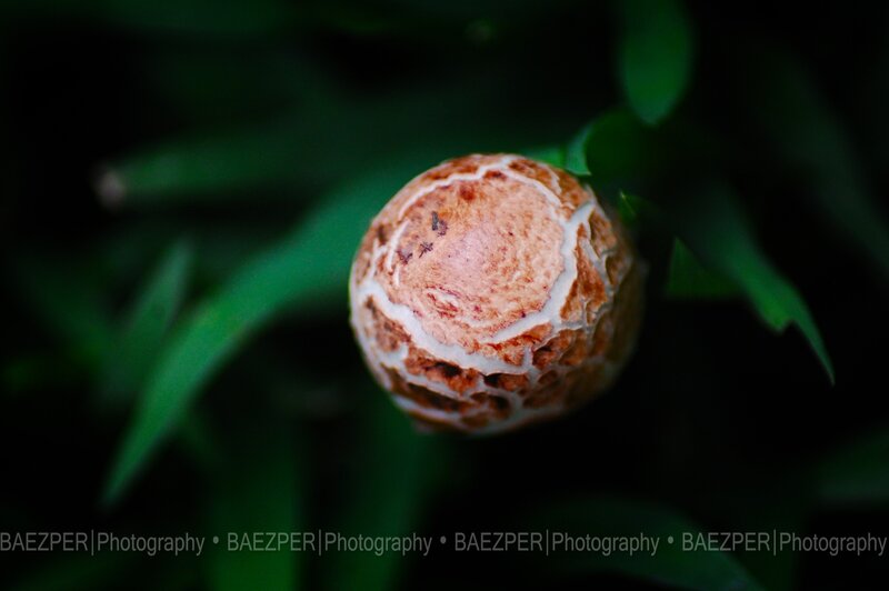 Close-up of a mushroom cap