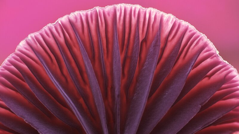 close-up of a mushroom gill