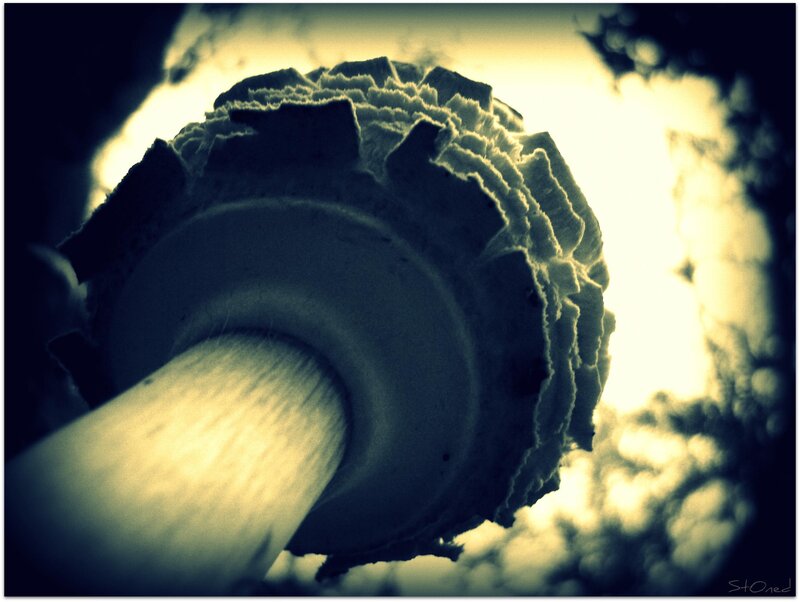 Close-up of a Mushroom — Yellow