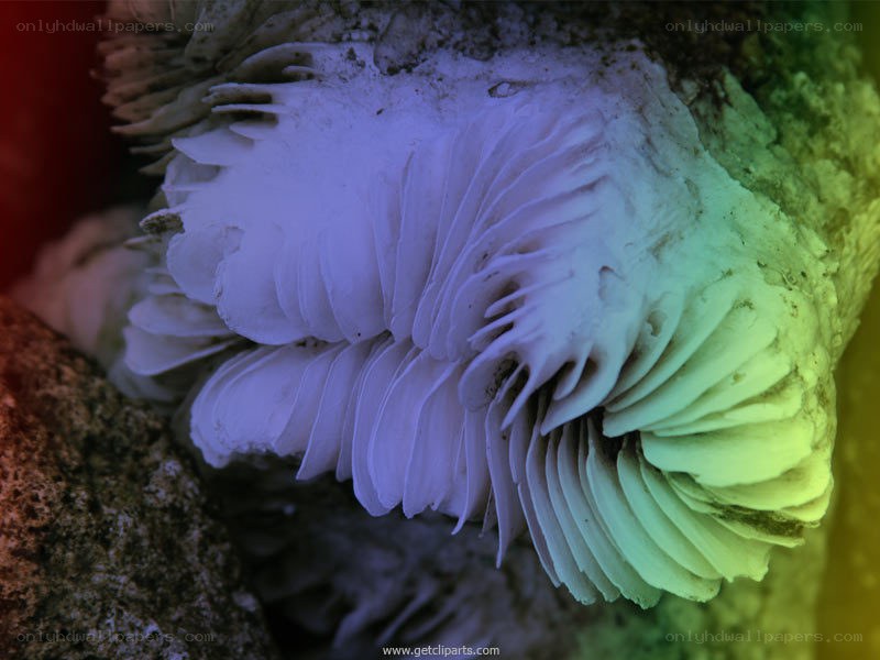 close-up of a mushroom