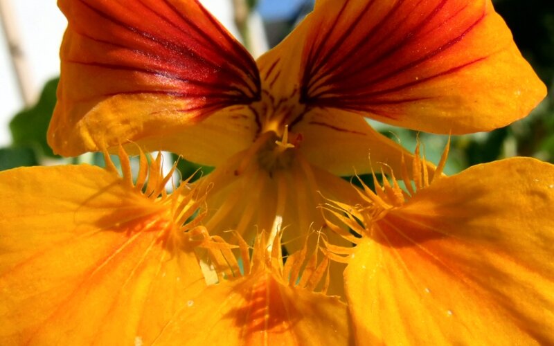 Close-up of a nasturtium flower