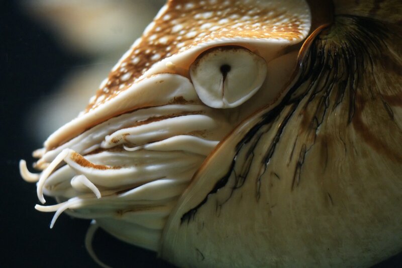 Close-up of a nautilus