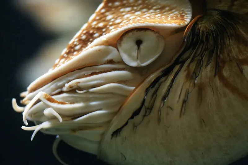 Close-up of a nautilus