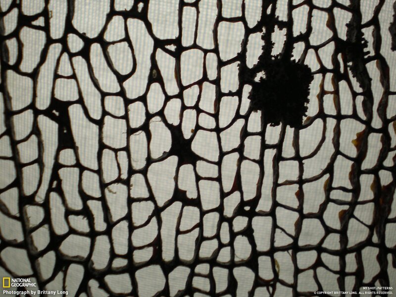 Close-up of a net pattern