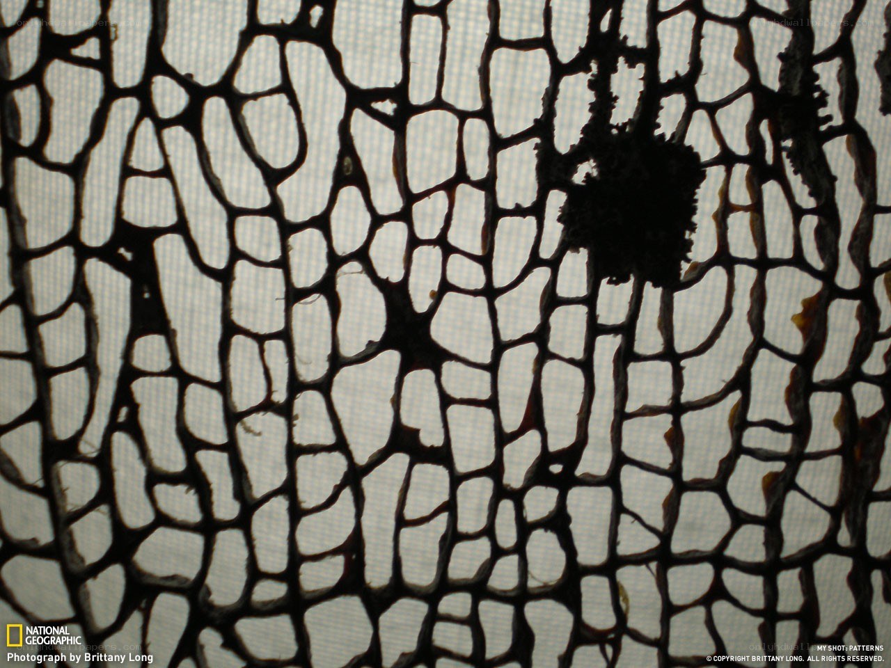 Close-up of a net pattern