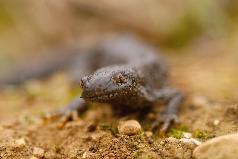 close-up of a newt