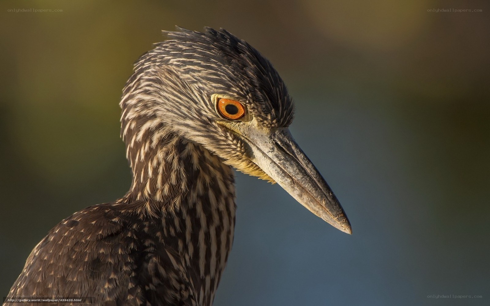 close-up of a night heron