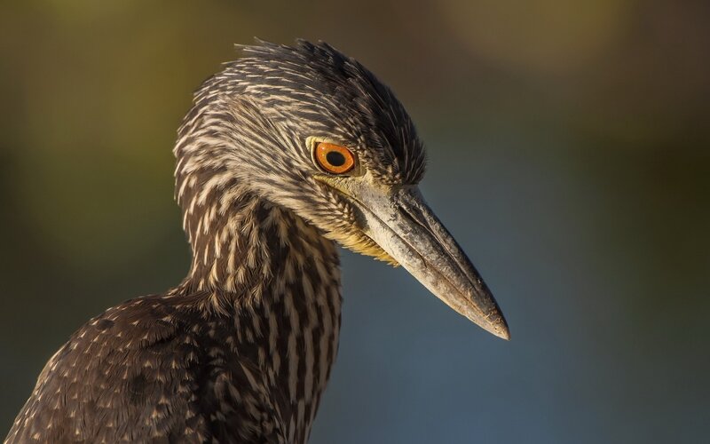 close-up of a night heron