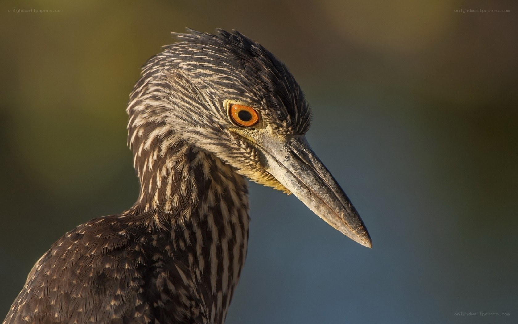 close-up of a night heron
