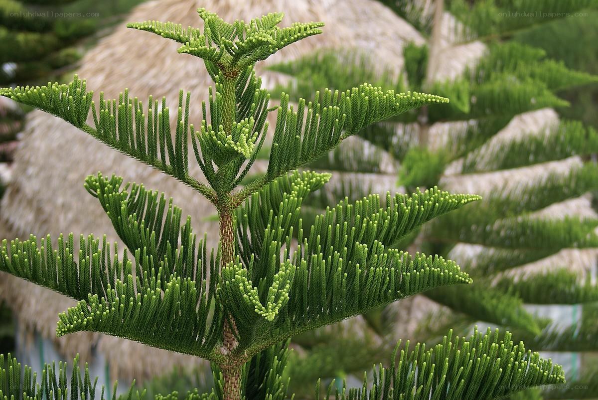 Close-up of a Norfolk pine