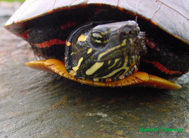 close-up of a painted turtle