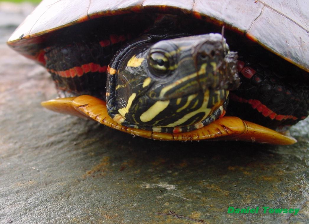 close-up of a painted turtle