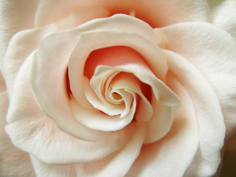 close-up of a pale pink rose