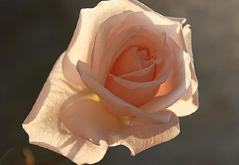 Close-up of a pale pink rose
