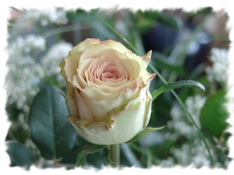 Close-up of a pale rose