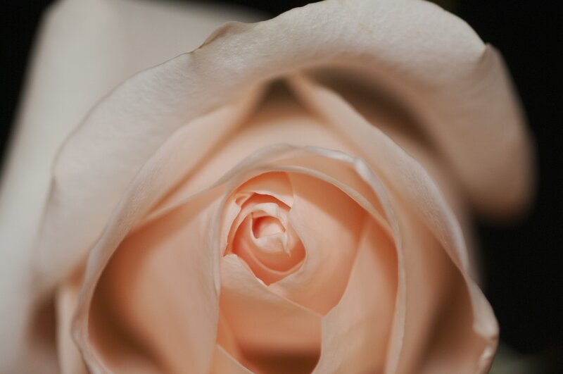 close-up of a pale rose