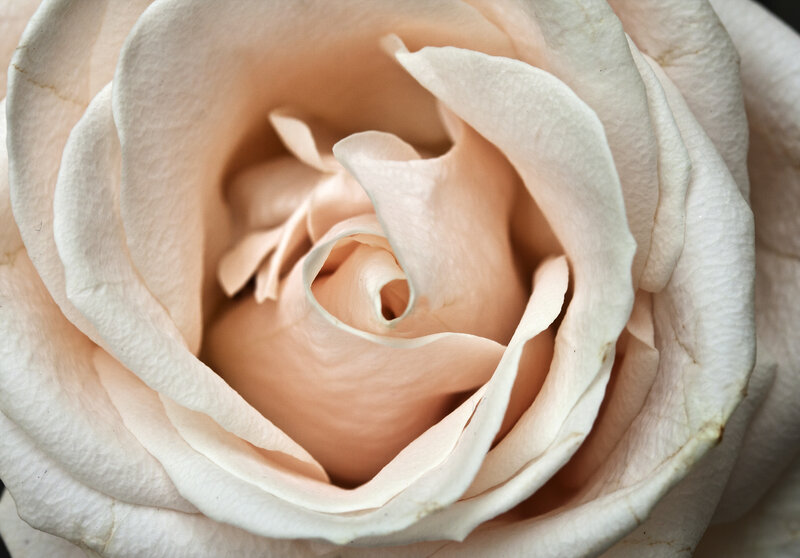 Close-up of a Pale Rose — White, Serene
