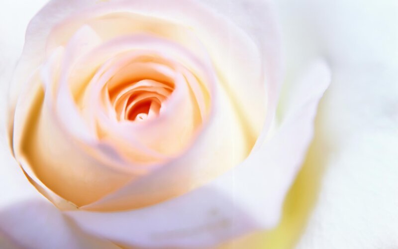 Close-up of a Pale Rose — White
