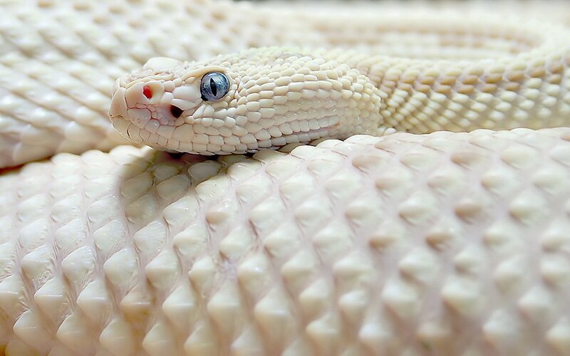 Close-up of a pale snake