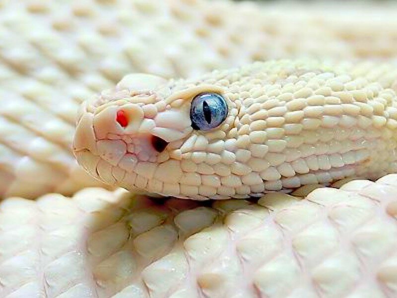 close-up of a pale snake