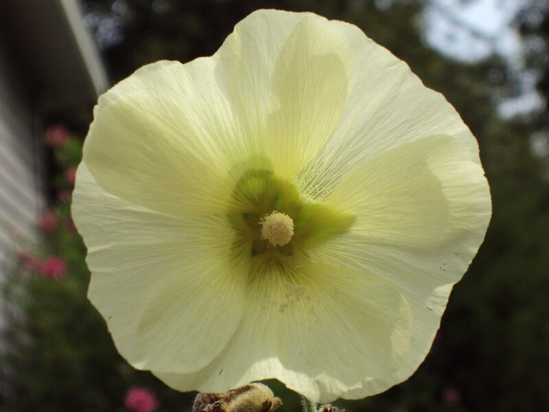 close-up of a pale yellow flower