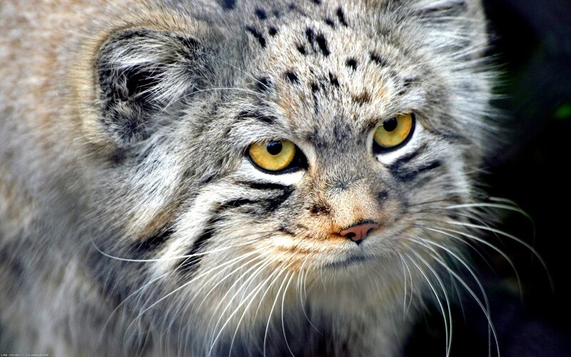 Close-up of a Pallas's cat