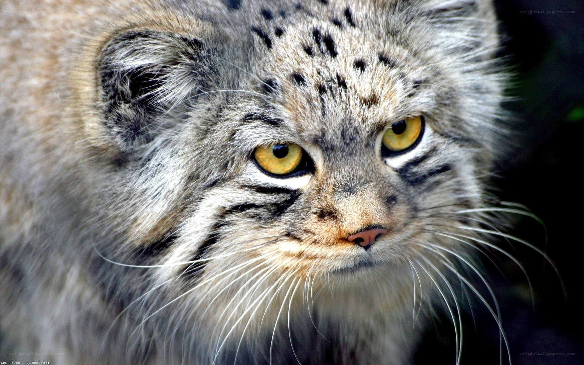 Close-up of a Pallas's cat