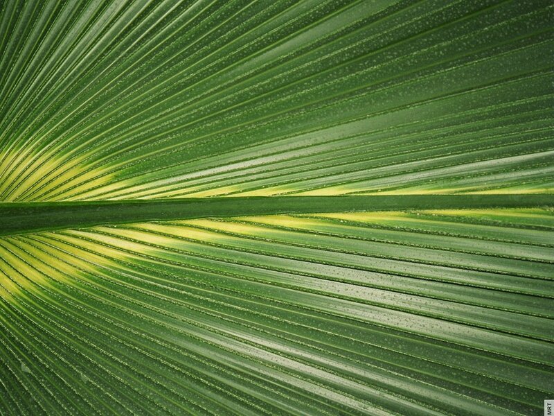Close-up of a palm leaf