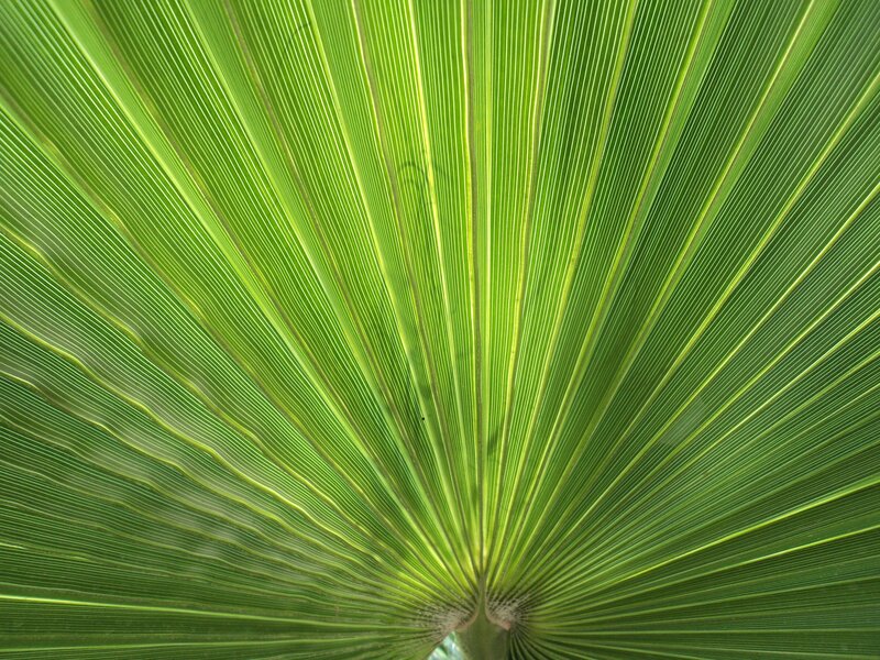 Close-up of a palm leaf
