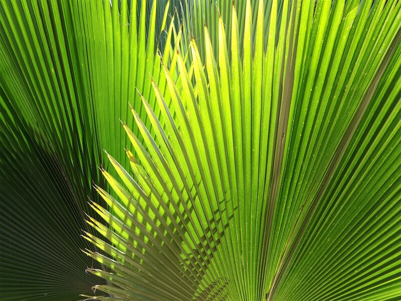 Close-up of a palm leaf
