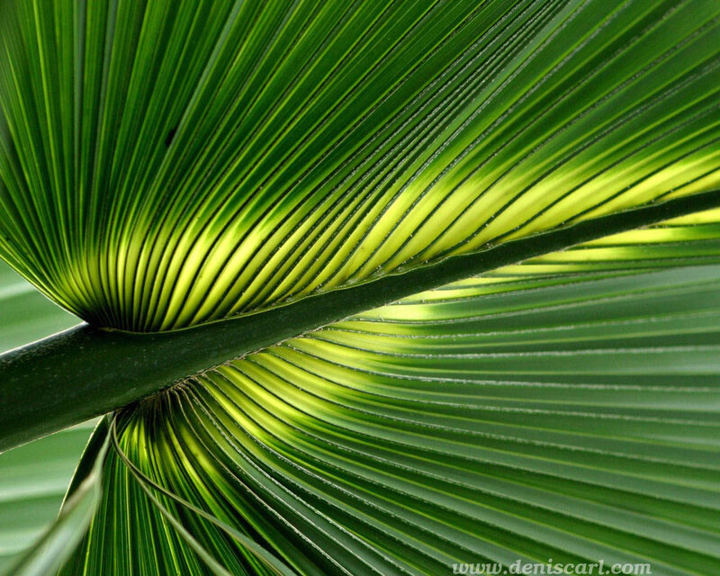 Close-up of a palm leaf
