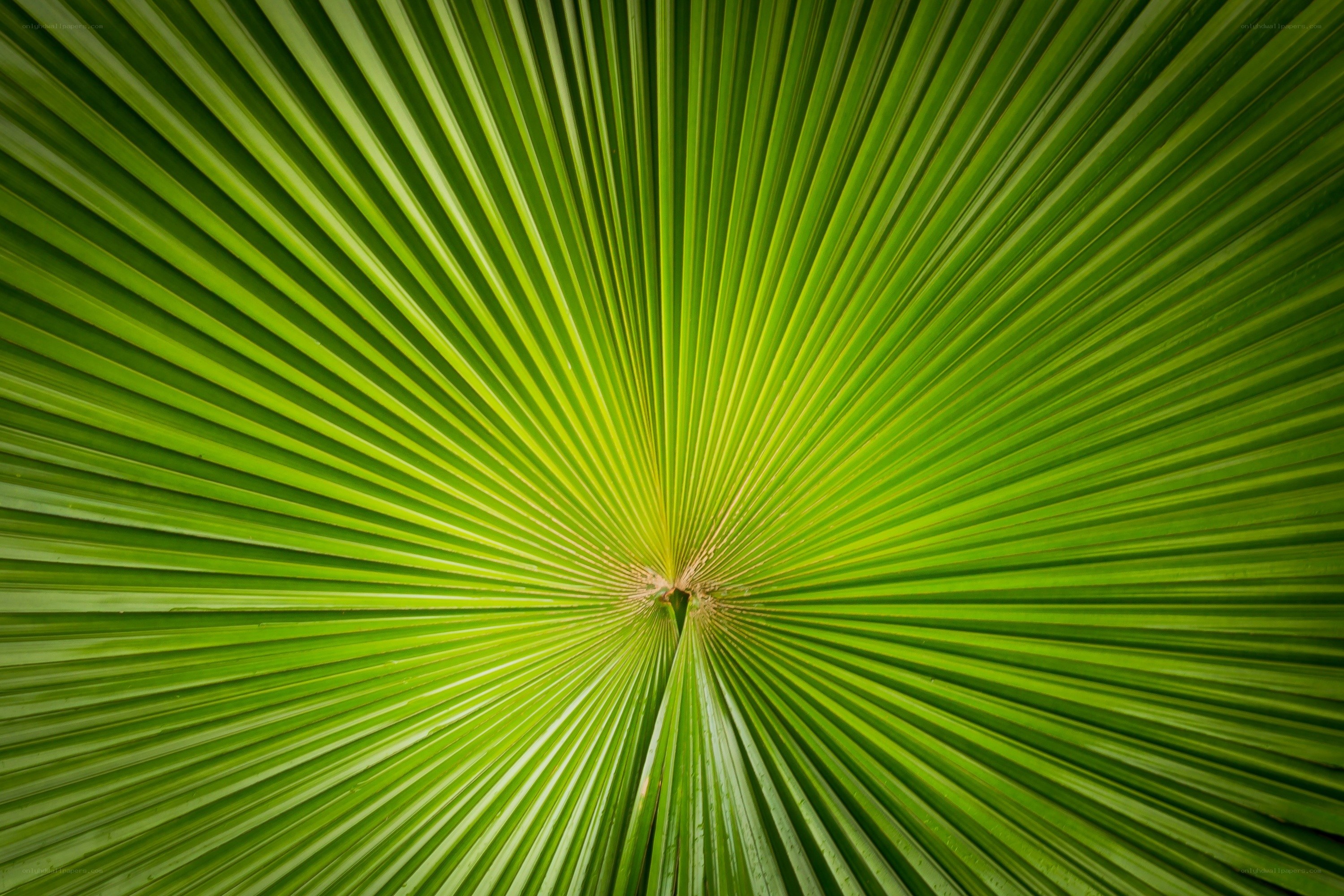 Close-up of a palm leaf