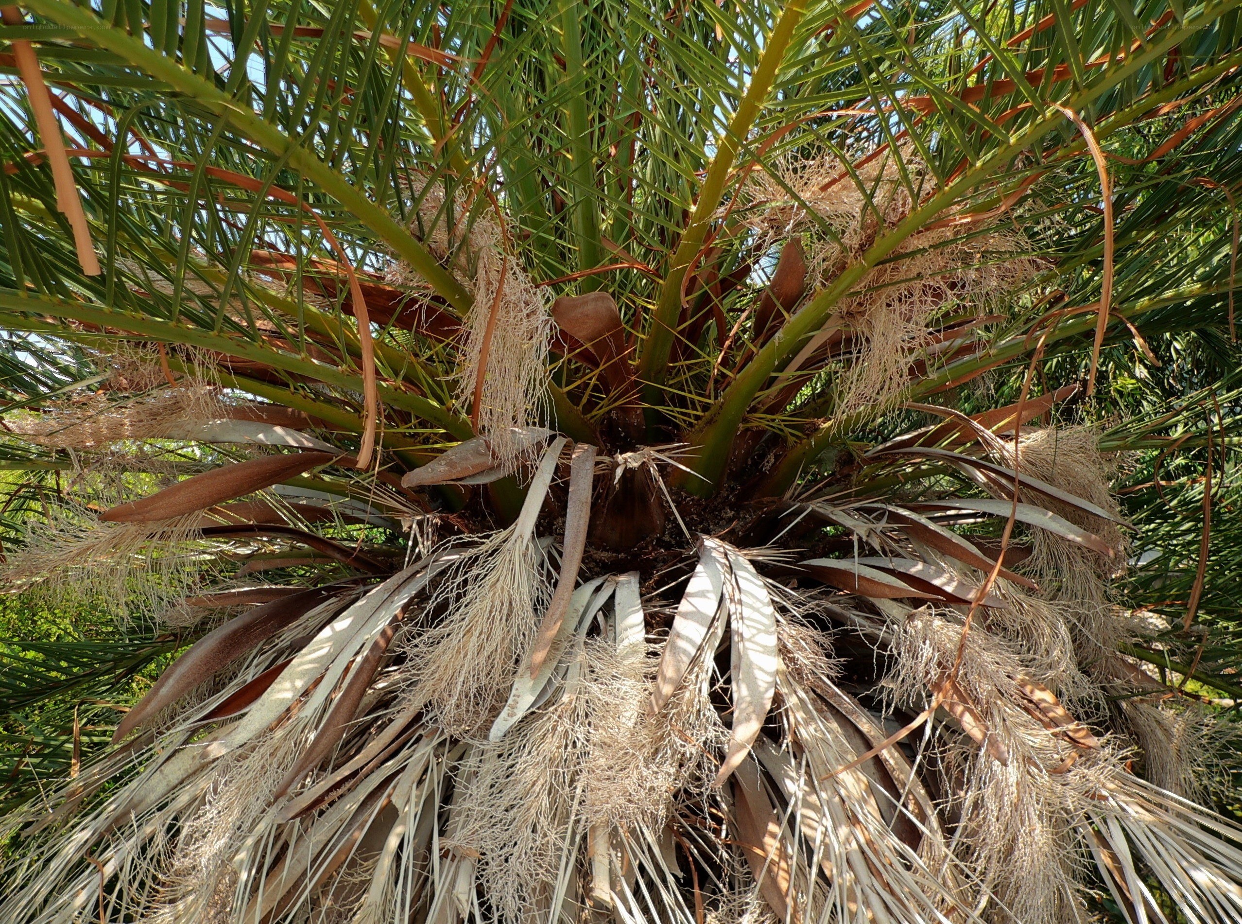 Close-up of a palm tree base
