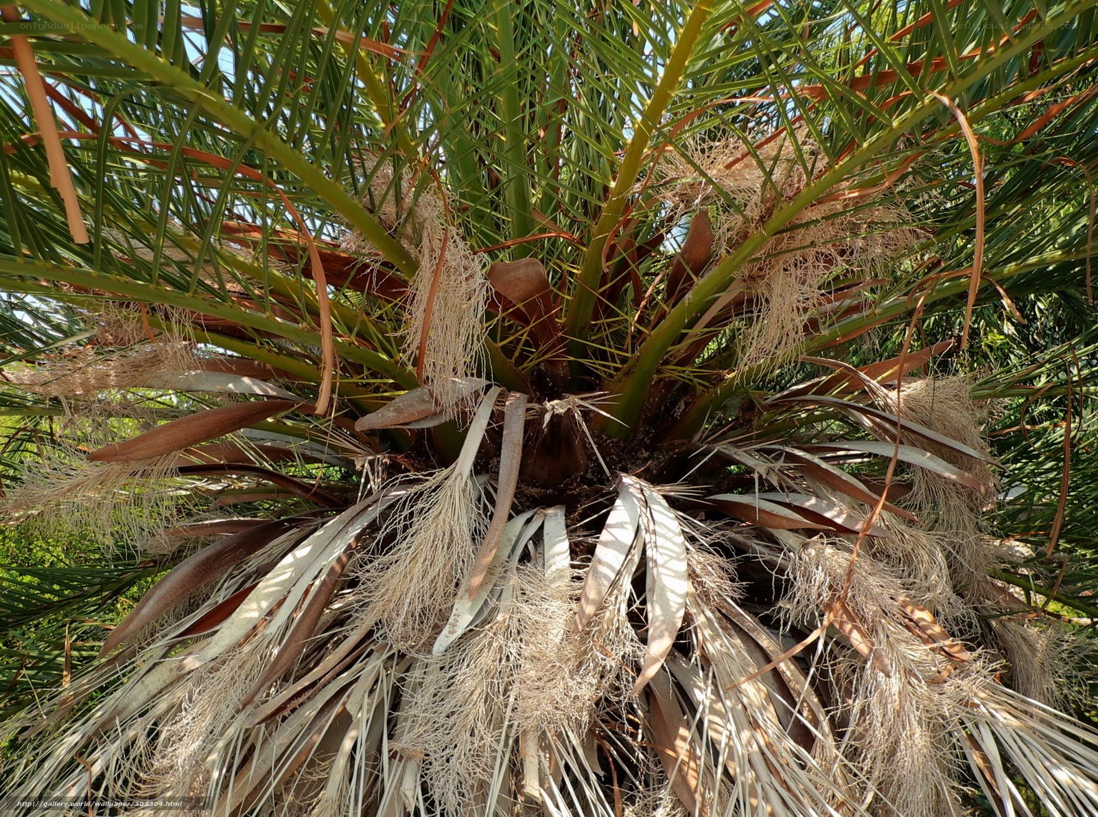 Close-up of a palm tree base