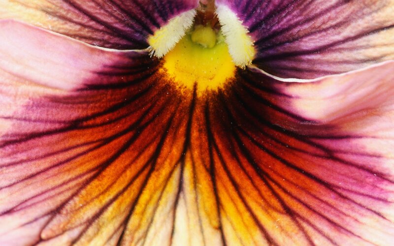 close-up of a pansy flower