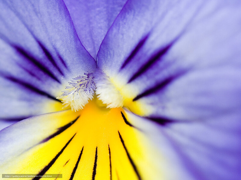 close-up of a pansy flower
