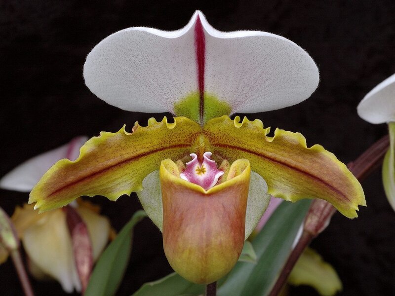 Close-up of a Paphiopedilum orchid