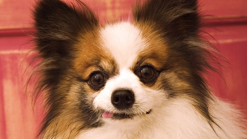 close-up of a papillon dog