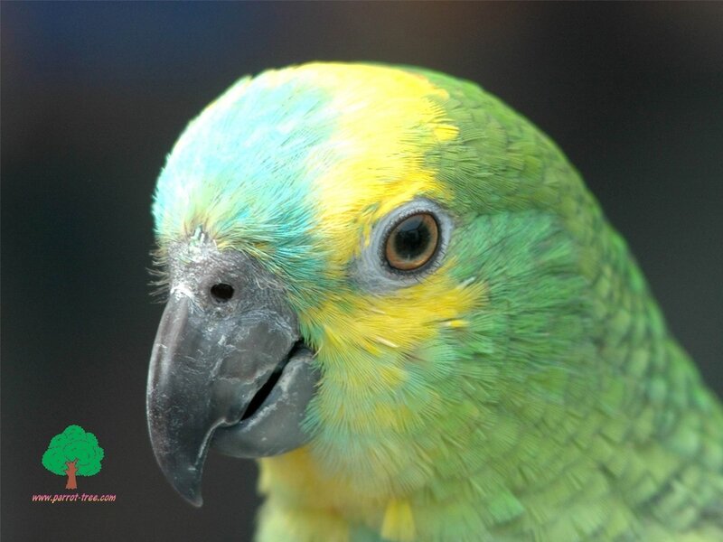Close-up of a parrot
