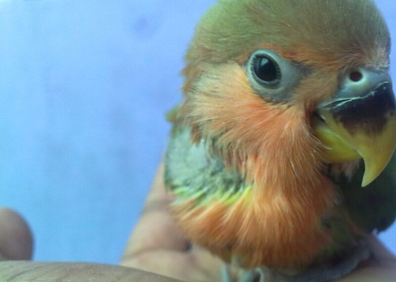 Close-up of a Parrot — Orange