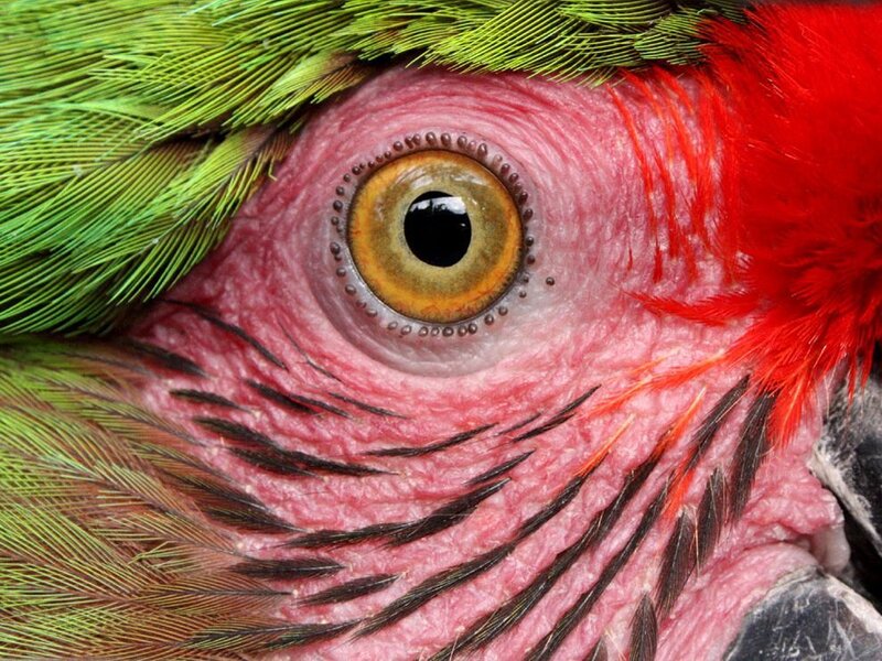 close-up of a parrot's eye
