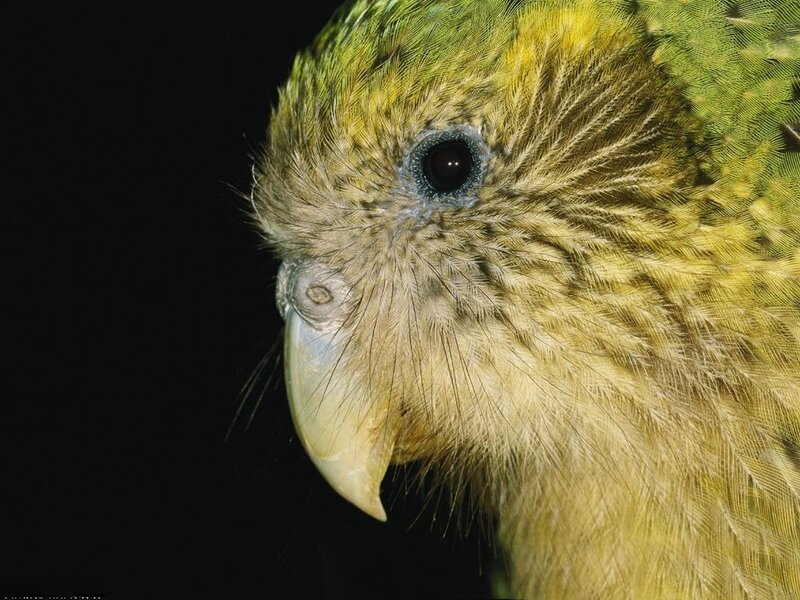close-up of a parrot's head