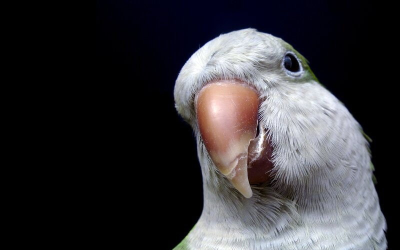 close-up of a parrot's head