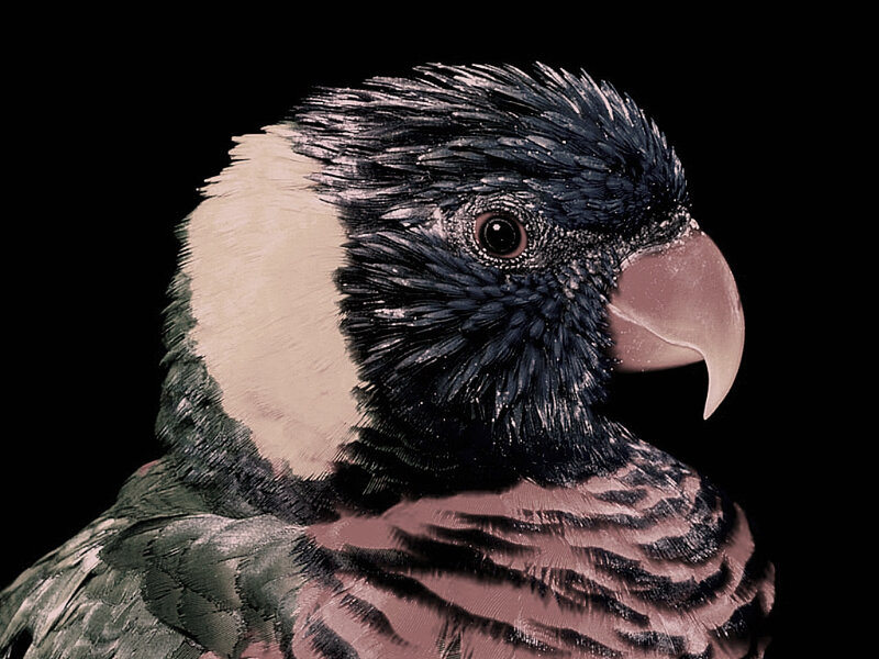 Close-up of a parrot