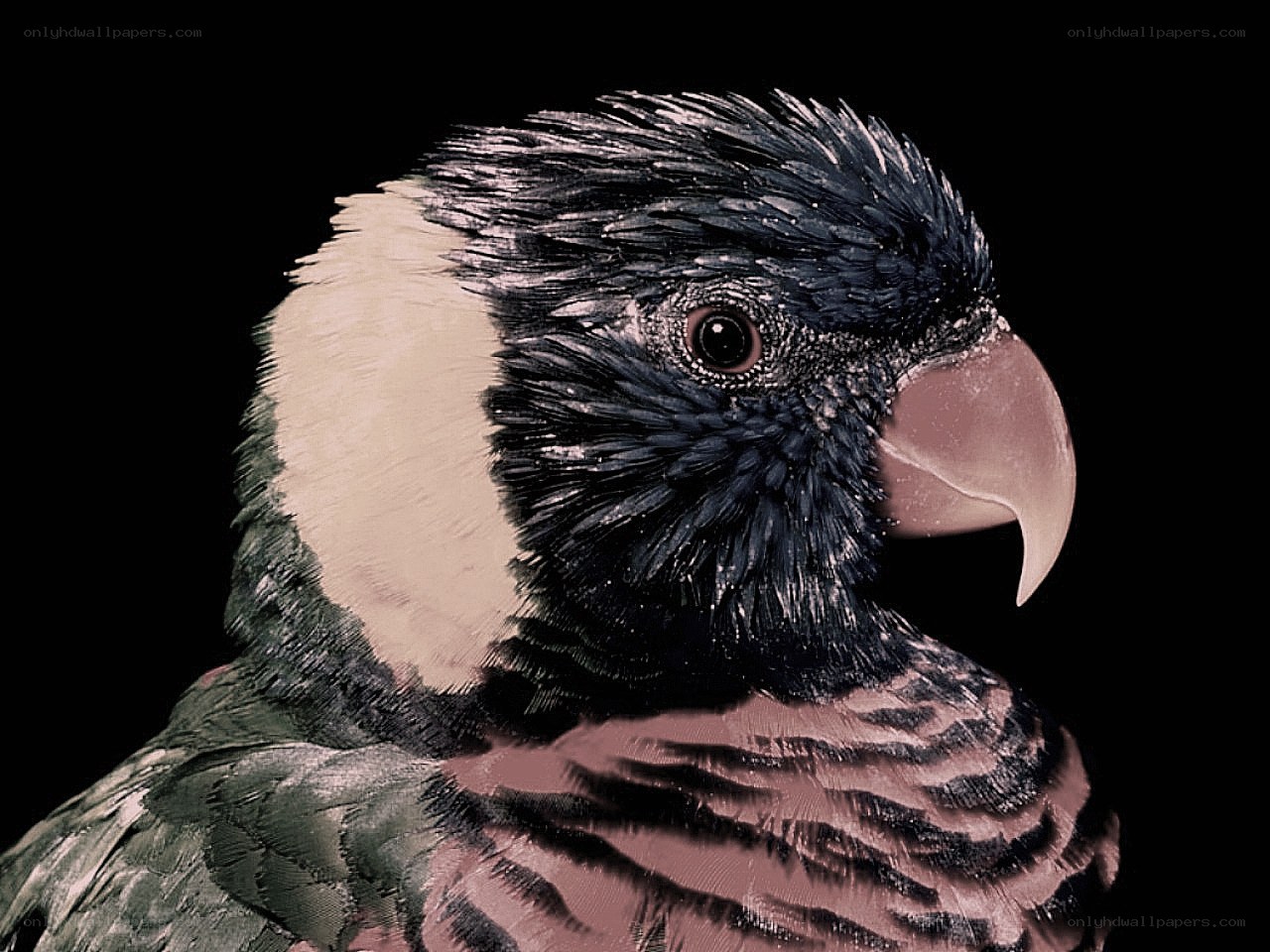 Close-up of a parrot